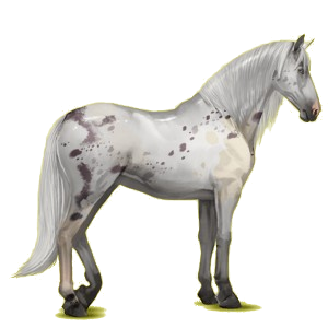 Reitpferd Andalusier Rotbrauner