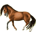 Reitpferd Andalusier Dunkelfuchs mit heller Mähne