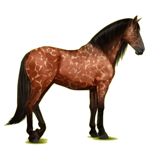 Reitpferd Andalusier Apfelschimmel