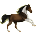 Reitpferd Rappe mit Tobiano-Scheckung