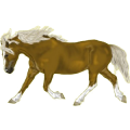 Pony Haflinger Palomino
