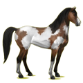 Reitpferd Mustang Brauner