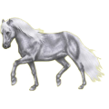 Reitpferd Andalusier Apfelschimmel