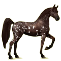 Reitpferd Araber Fuchs
