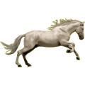 Reitpferd Mustang Hellgrau