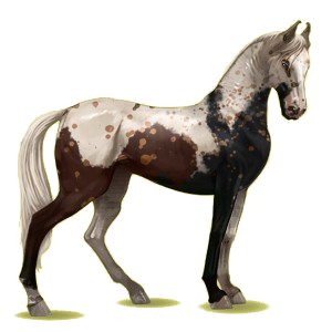 Reitpferd Marwari Dunkelfuchs