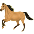 Reitpferd Araber Forellenschimmel