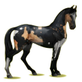 Reitpferd Marwari Dunkelbrauner