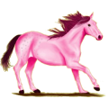 Reitpferd Andalusier Rappe