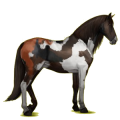 Reitpferd Andalusier Brauner