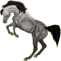 Reitpferd Trakehner Apfelschimmel