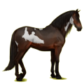 Reitpferd Andalusier Dunkelbrauner