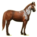 Reitpferd Paint Horse Dunkelbrauner mit Tobiano-Scheckung