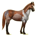 Reitpferd Paint Horse Brauner mit Tobiano-Scheckung