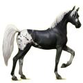 Reitpferd Araber Rappe