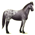 Reitpferd Fuchs mit Tobiano-Scheckung