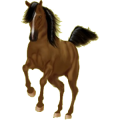 Reitpferd Araber Strawberry Roan