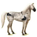 Reitpferd Mustang Rotschecke