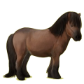Pony Shetlandpony Fuchs