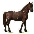 Pony Haflinger Palomino