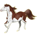Reitpferd Mustang Roan