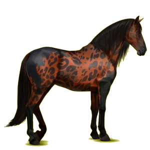 Reitpferd Andalusier Brauner