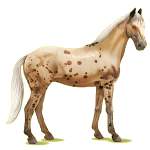 Reitpferd Deutsches Reitpferd Dunkelbrauner