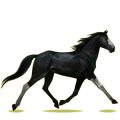 Reitpferd Apfelschimmel