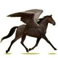 Pegasus-Reitpferd Orlow-Traber Dunkelbrauner