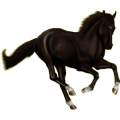 Reitpferd Lipizzaner Rappe