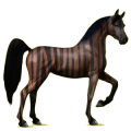 Reitpferd Araber Fuchs