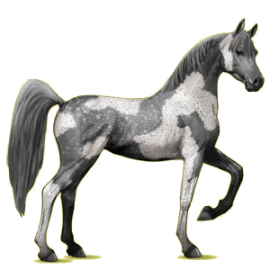 Reitpferd Araber Rappe