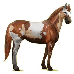 Reitpferd Paint Horse Brauner mit Tovero-Scheckung 
