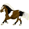 Pony Shetlandpony Apfelschimmel
