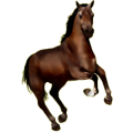 Reitpferd Araber Rotbrauner