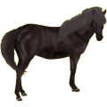 Pony Deutsches Reitpony Brauner