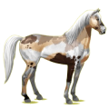 Reitpferd Mustang Rappe