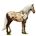 Reitpferd Andalusier Apfelschimmel
