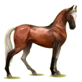 Pegasus-Reitpferd Marwari Dunkelbrauner