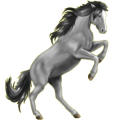 Pony Deutsches Reitpony Apfelschimmel