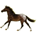 Reitpferd Araber Rappe