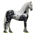 Reitpferd Friese Rappe