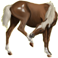 Pony Neufundland Pony Dunkelbrauner