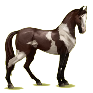 Reitpferd Marwari Brauner