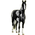 Einhorn-Reitpferd Araber Rappe