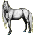 Reitpferd Andalusier Apfelschimmel