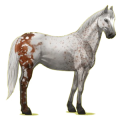 Reitpferd Paint Horse Brauner mit Tovero-Scheckung 