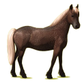 Pony Palomino