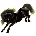 Reitpferd Isländer Rappe