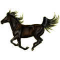 Reitpferd Andalusier Apfelschimmel
